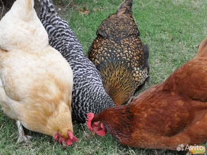 Домашнее молоко коровье, козье.Продукция, доставка