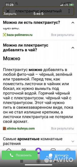 Комнатная мята