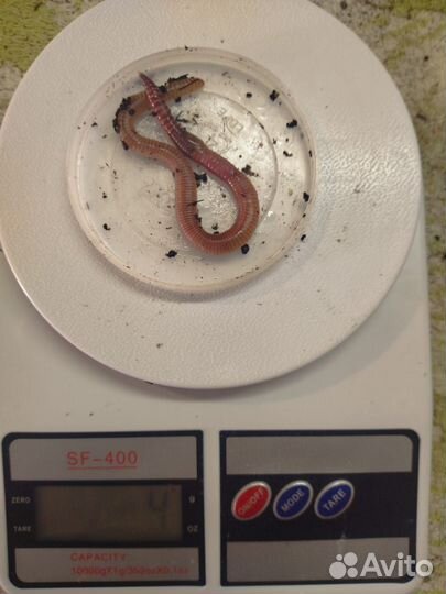 Черви дендробена