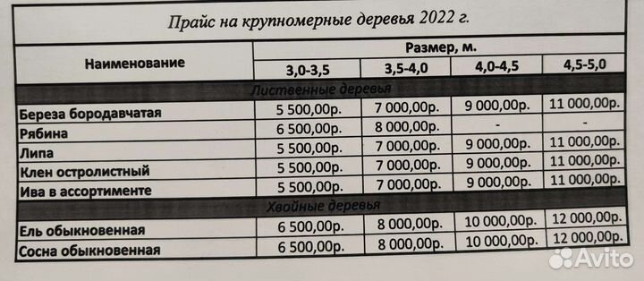 Деревья крупномеры до 7 метров