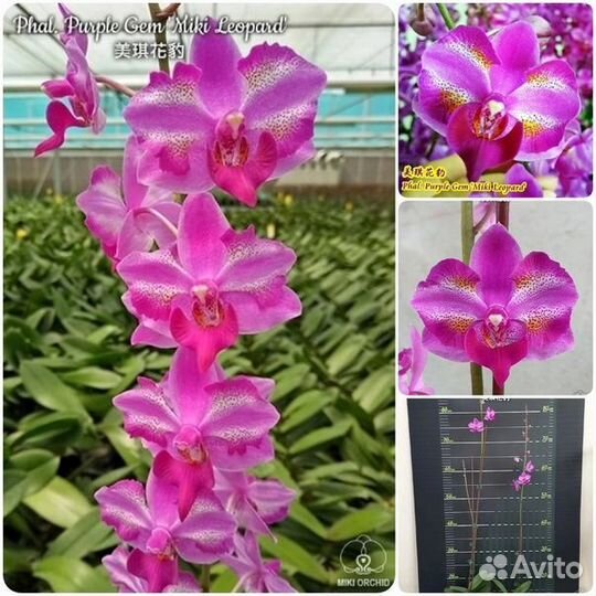 Орхидея фаленопсис purple gem miki leopard