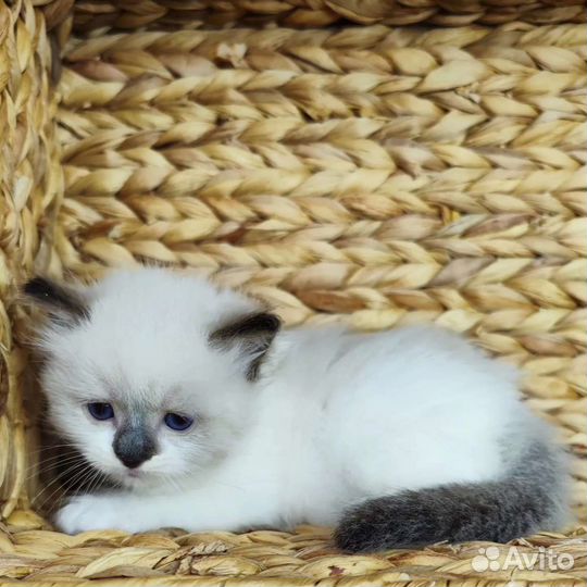 Goroshinka, рэгдолл с документами