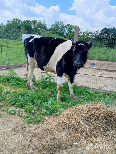 Корова Голштинская