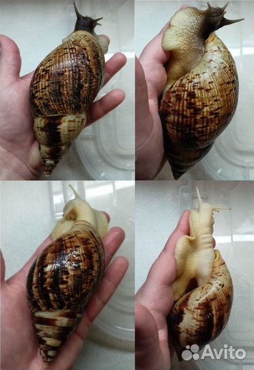 Ахатина ретикулята (улитка)