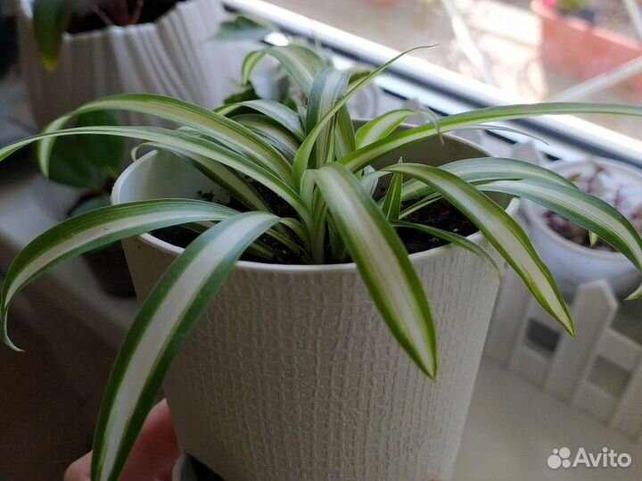 Комнатные цветы