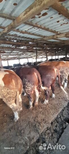 Быки на мясо живым весом