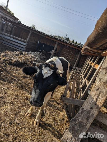 Продам двух коров стельных в запуске отел в январе