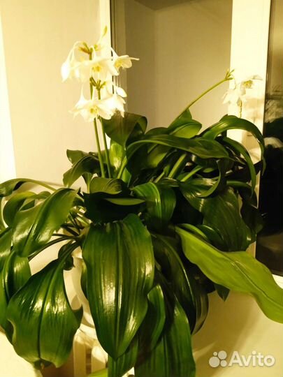 Эухарис амазонская лилия