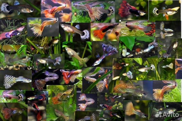 Аквариумные рыбки и креветки
