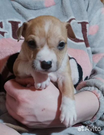 Продаются щенки