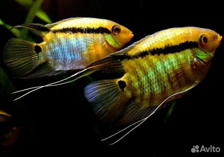 Мезонаута рыба