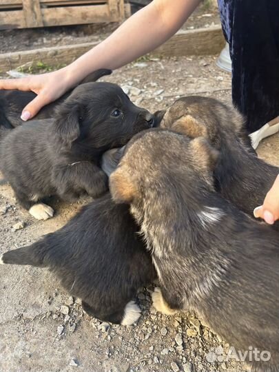 Щенок в добрые руки бесплатно смесь хаски