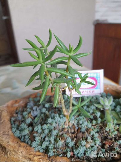 Суккуленты