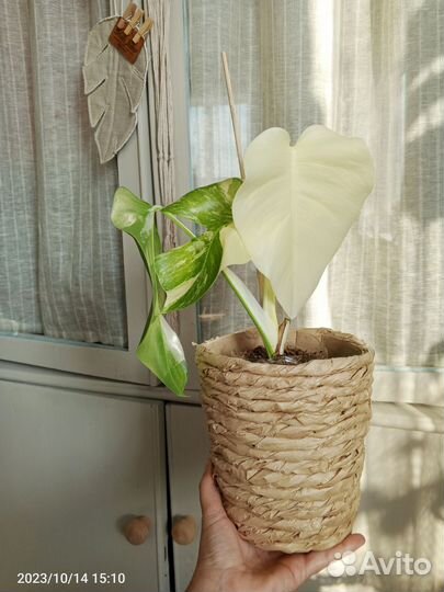 Монстера Альба