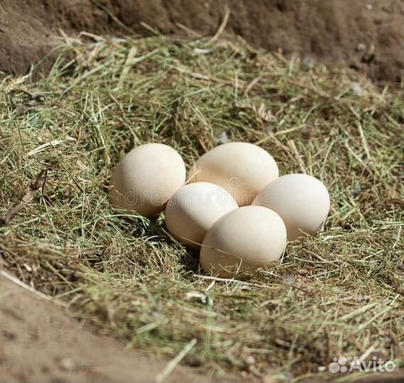 Яйцо домашнее, Свежее.Яйцо на инкубацию