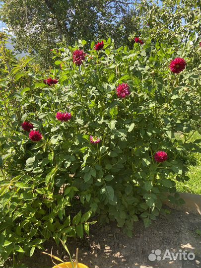 Георгин клубни