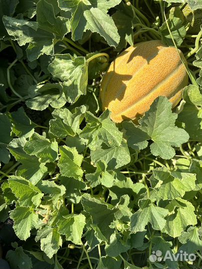 Дыня эфиопка