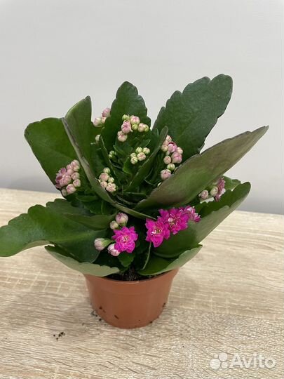 Комнатные растения. Доставка бесплатно