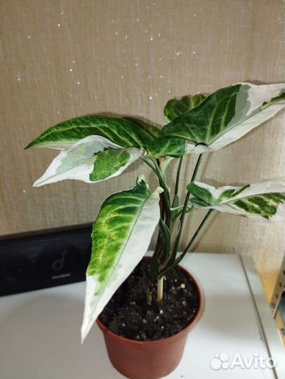 Сигнониум, Хлорофитум, Хедера плющ, алое