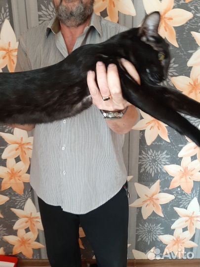 Ориентальные очаровательные