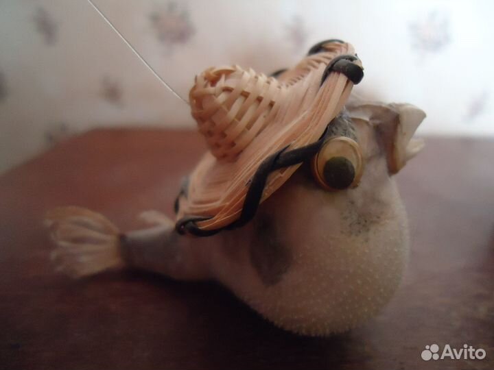 Рыба фугу