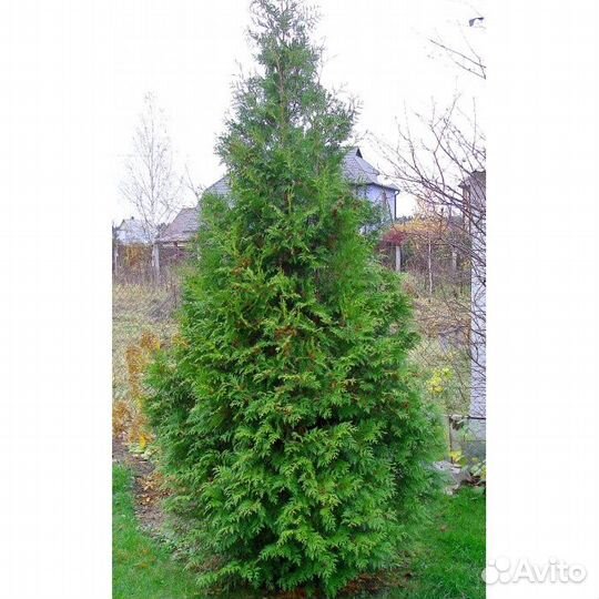 Опт и розница Туи Брабант