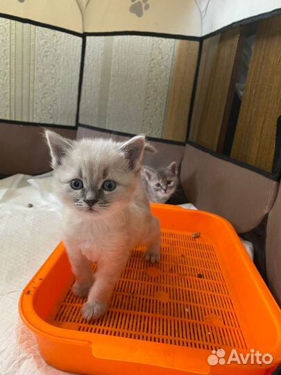 Кошка в дар бесплатно