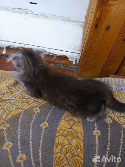 Отдам котёнка девочка