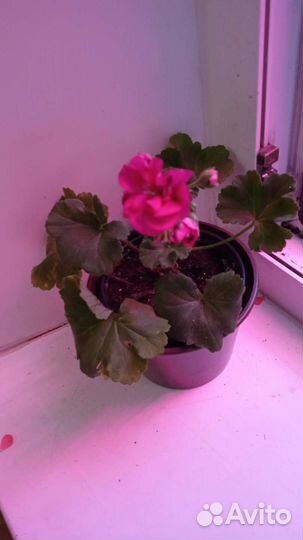 Пеларгония герань