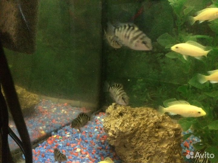 Цихлазома, чернополосая