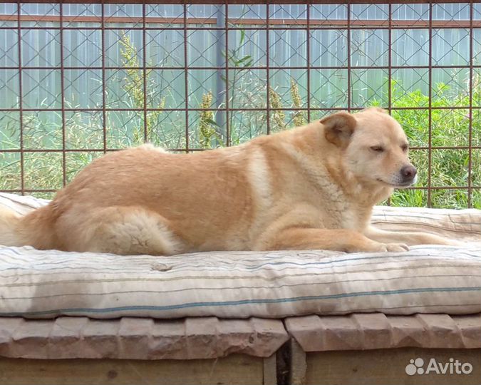 Собака друг в добрые руки