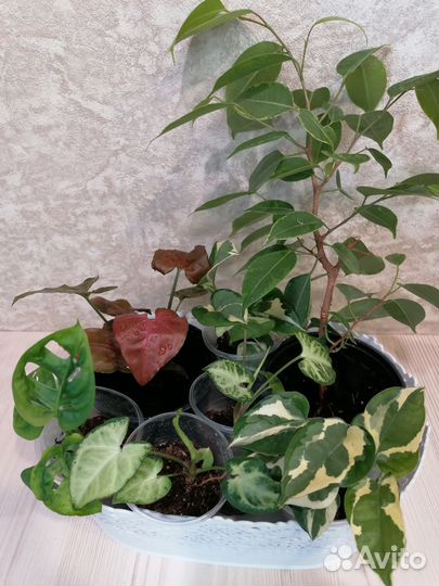 Сингониум Сциндапсус Монстера Герань и др