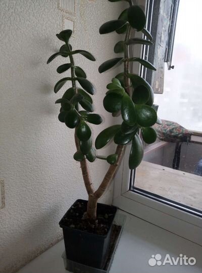 Толстянка (денежное дерево), кислица