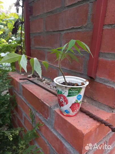 Сумах оленерогий