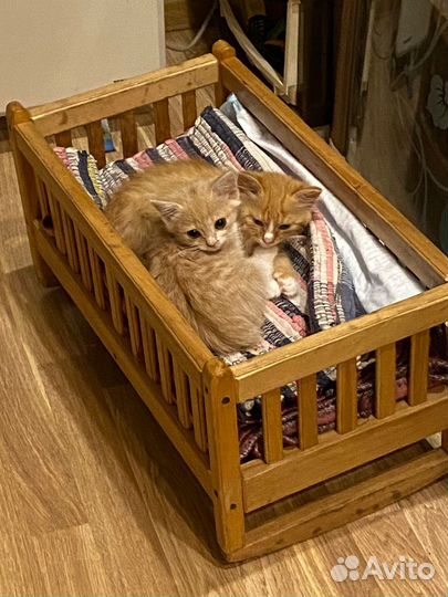 Котята в добрые руки мальчики