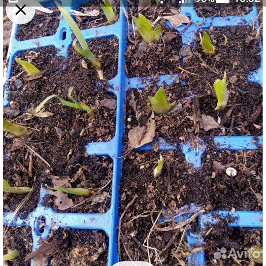 Бородатые ирисы