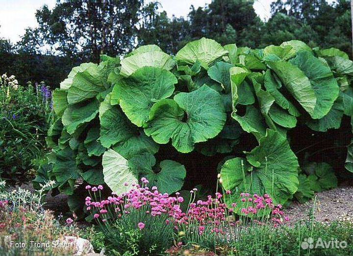 Белокопытник