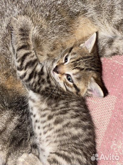 Отдадим котенка