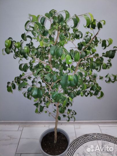 Фикус барокко