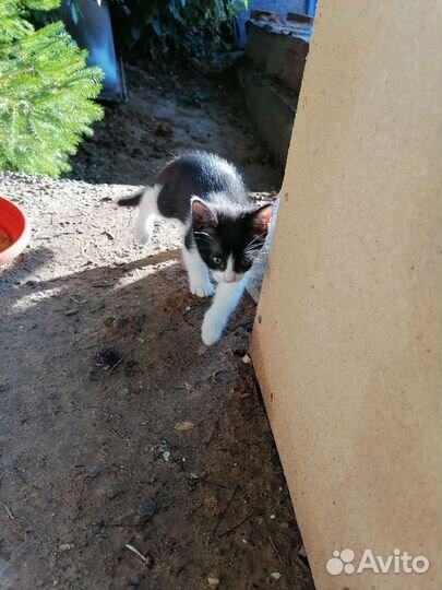 Котята в добрые руки бесплатно