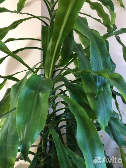 Драцена 2,65 метра