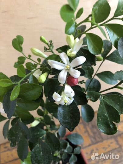 Муррайя цветущая