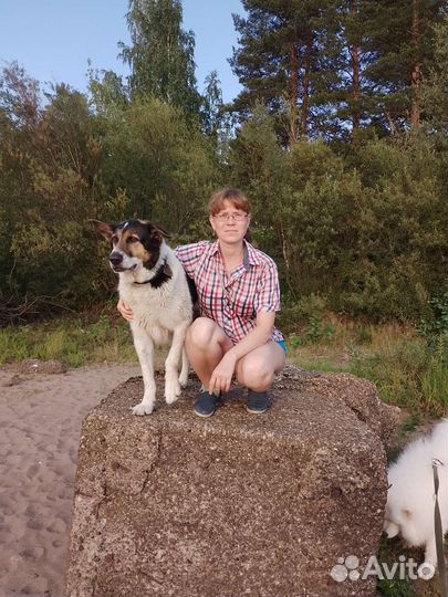 Дрессировка, выгул собак, зооняня, зоотакси