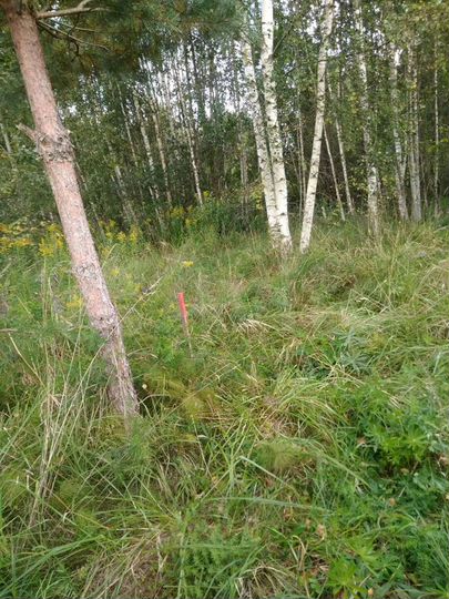 Участок 12 сот. (СНТ, ДНП)