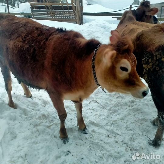 Джерсейская корова нетель