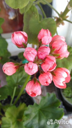 Пеларгония тюльпановидная