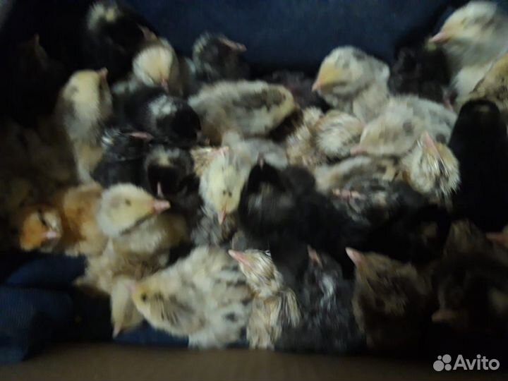 Цыплята суточные