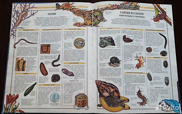 Мир живой природы