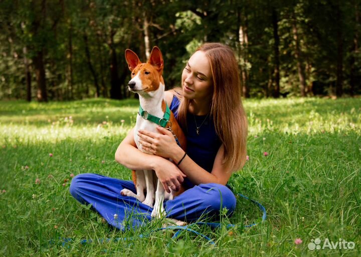 Африканская нелающая собака Басенджи щенки