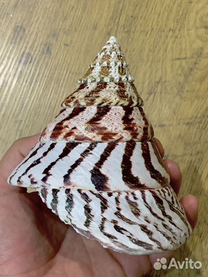 Морские ракушки раковины